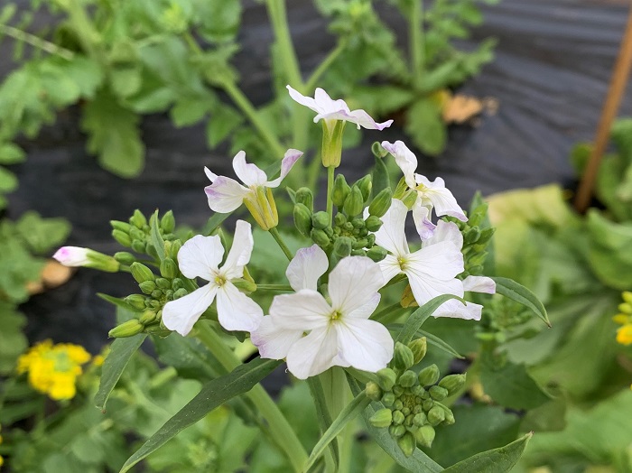 大根の花