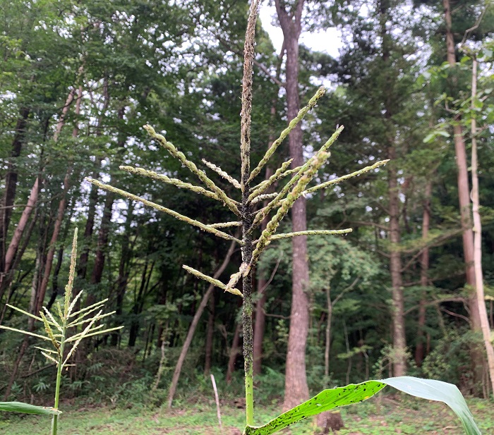 家庭菜園のとうもろこし