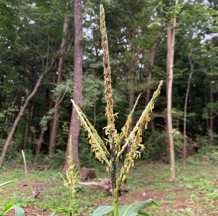 家庭菜園のとうもろこし