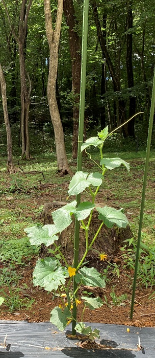 きゅうり家庭菜園