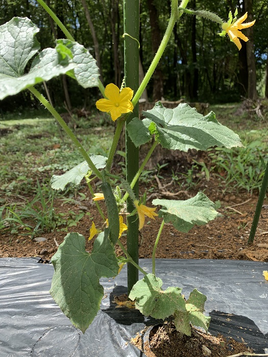 きゅうり家庭菜園