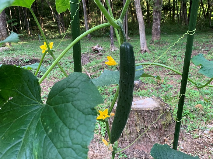 きゅうり家庭菜園