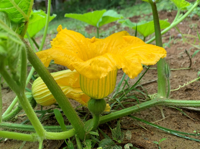 ミニカボチャの花