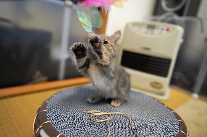 マンチカン２か月