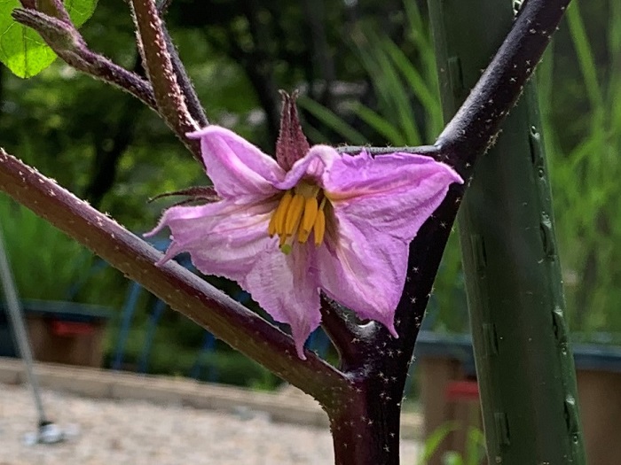 ナスの花