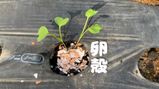 家庭菜園の大根に卵の殻