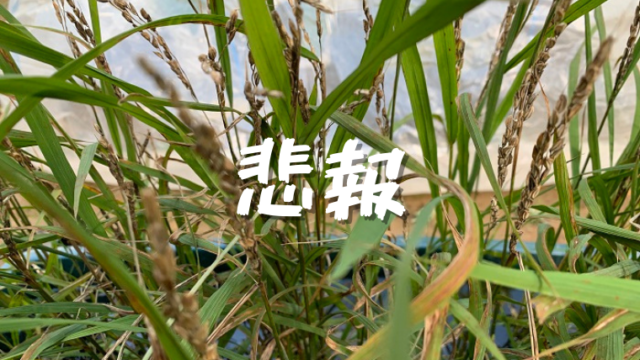 稲の病気