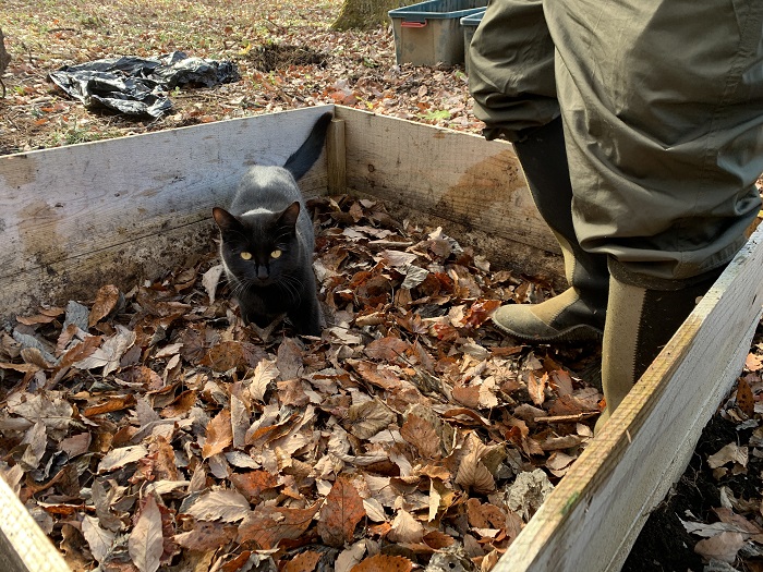 落ち葉堆肥と猫