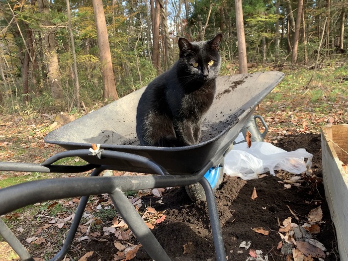 一輪車と猫