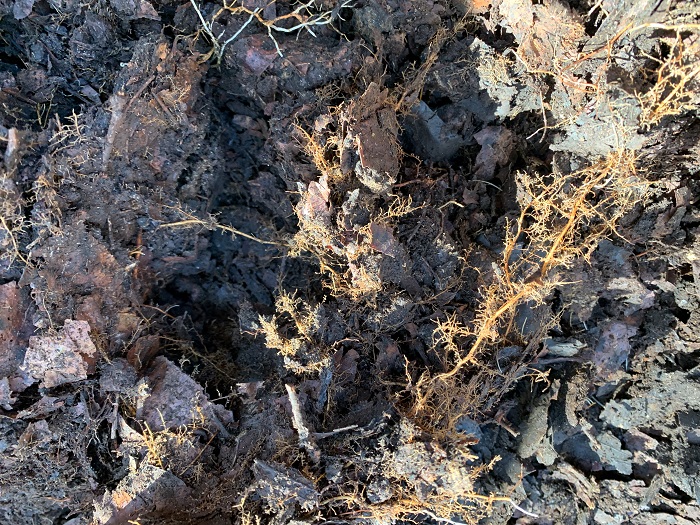 落ち葉堆肥と根っこ