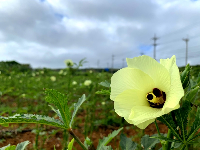 オクラの花