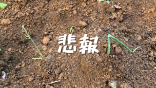 悲報