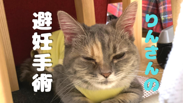 マンチカン