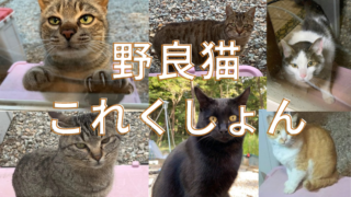 野良猫