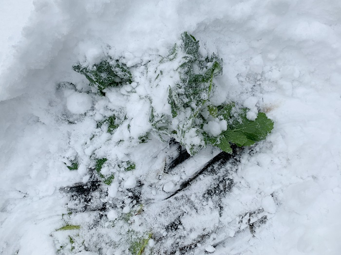 雪に埋もれた大根