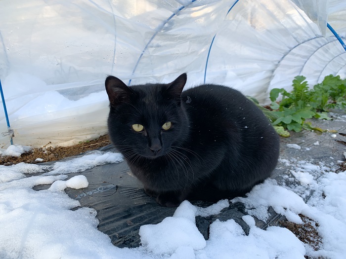 雪と黒猫