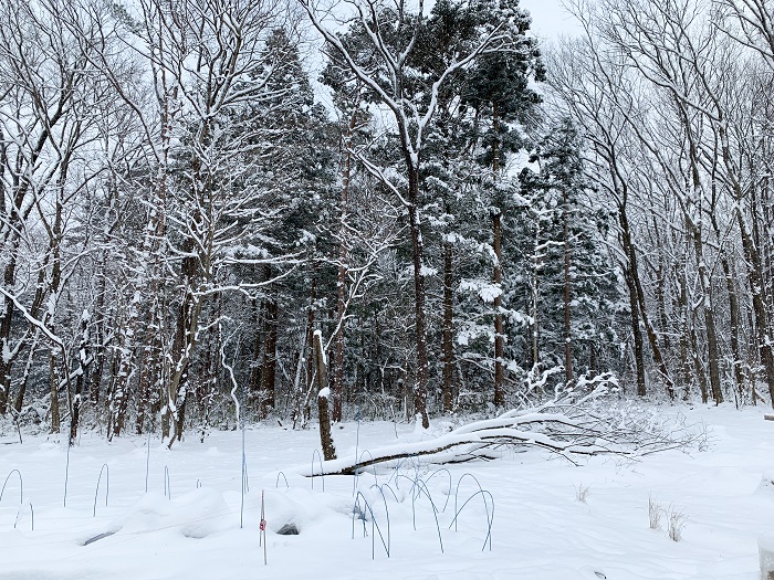 吹雪で倒木