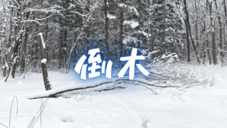 倒木