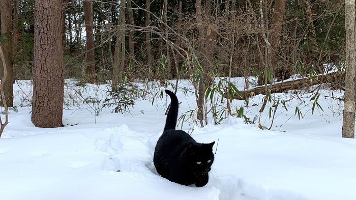 白い雪と黒い猫