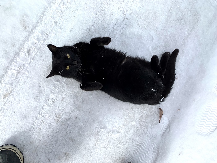 雪の上で寝転がる黒猫
