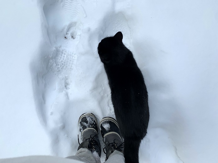 黒猫と雪中散歩