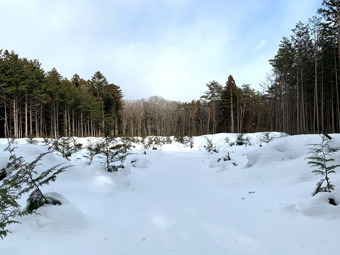 雪原と森