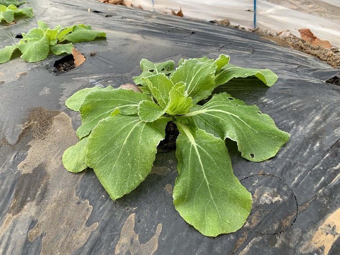 白菜１１月下旬