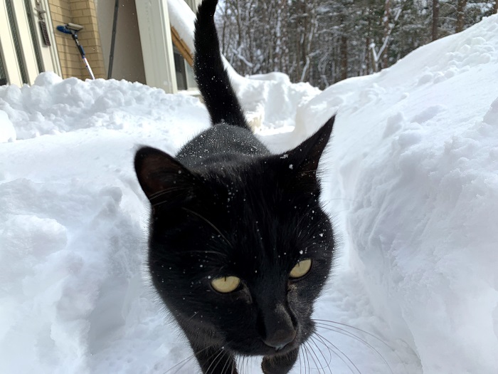 クロと雪