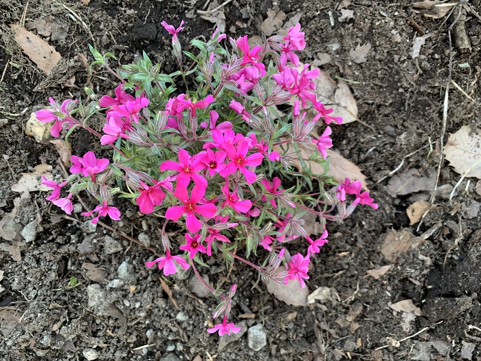 芝桜