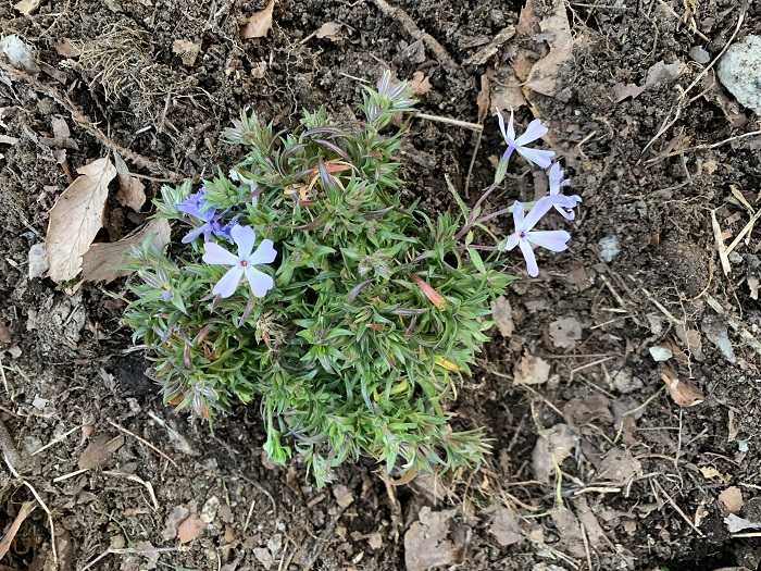 芝桜