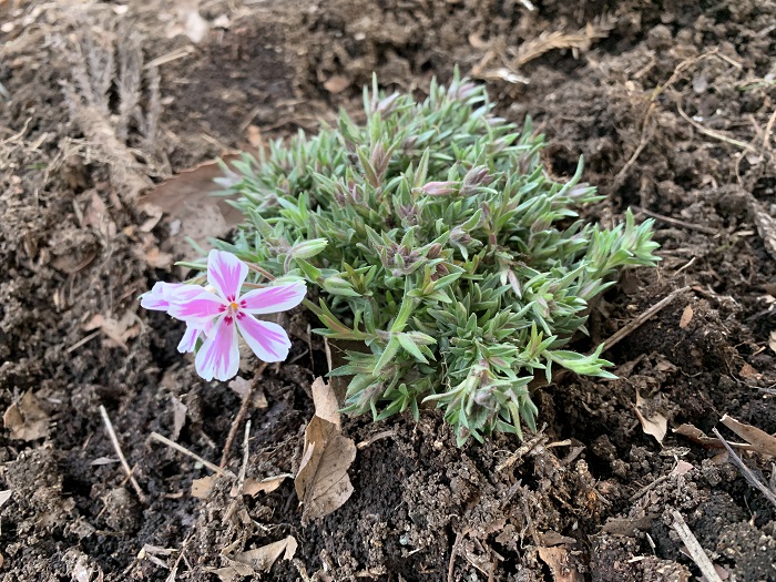 芝桜