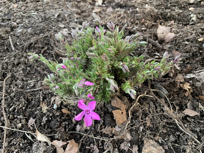 芝桜