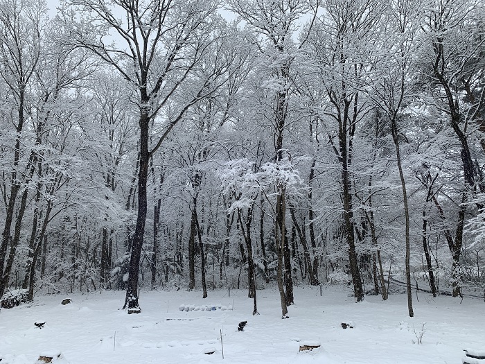 ３月の雪