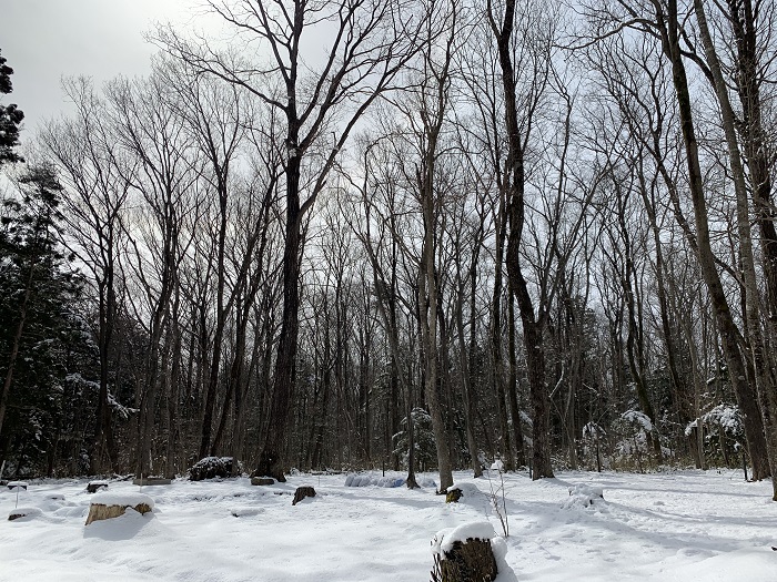 ３月の雪