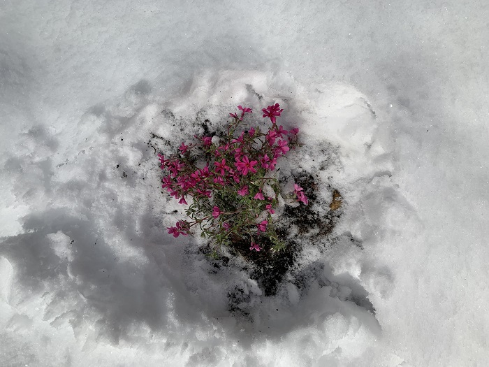 芝桜雪から救出