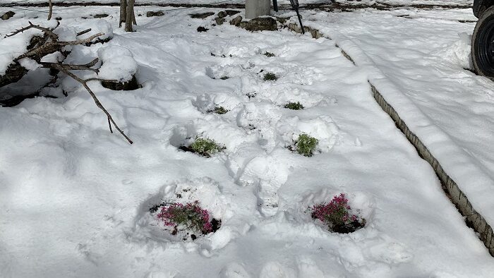 芝桜雪から救出