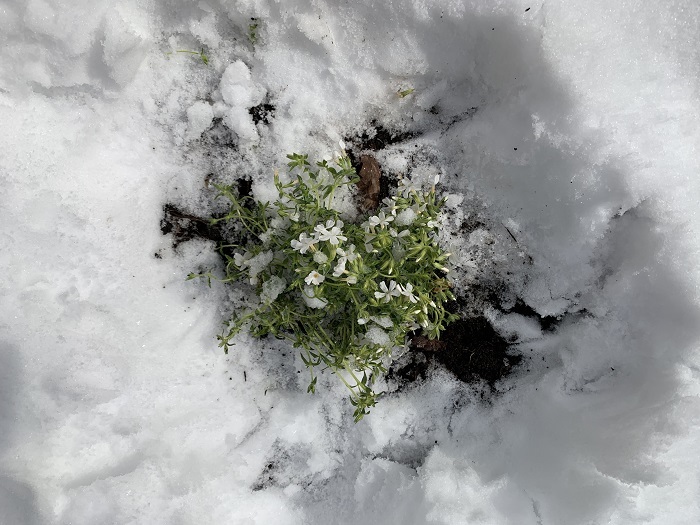 芝桜雪から救出