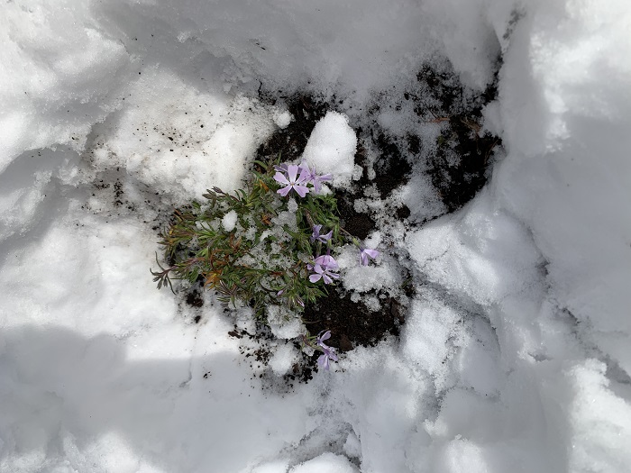 芝桜雪から救出