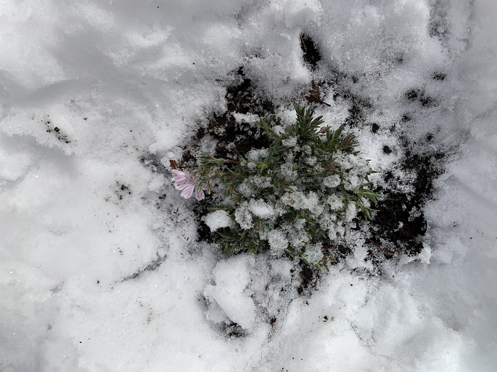 芝桜雪から救出