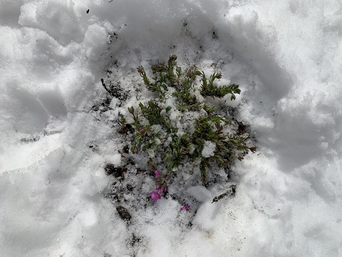 芝桜雪から救出