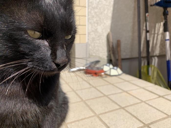 黒猫