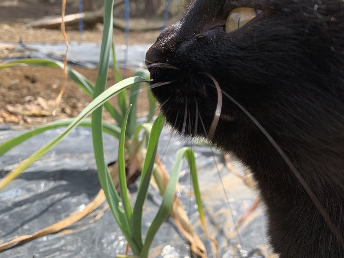 家庭菜園のにんにくと黒猫