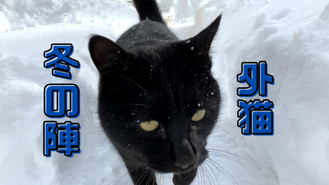 外猫