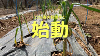 春の野菜作り始動
