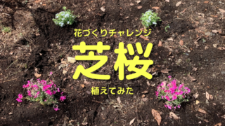 芝桜