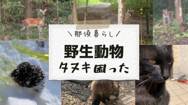 野生動物たち