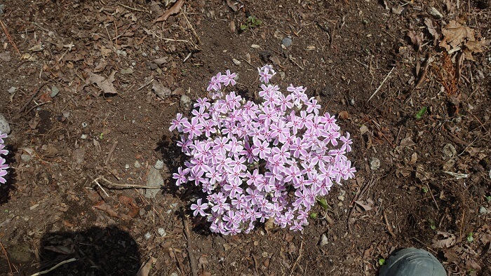 芝桜