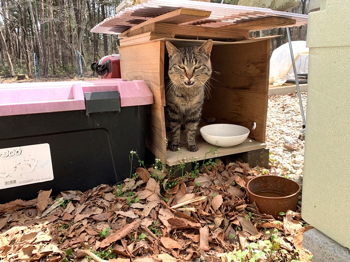 外猫小屋