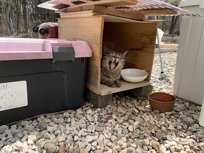 外猫小屋