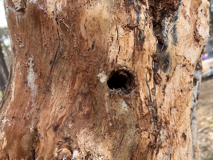 倒木のカミキリムシの穴
